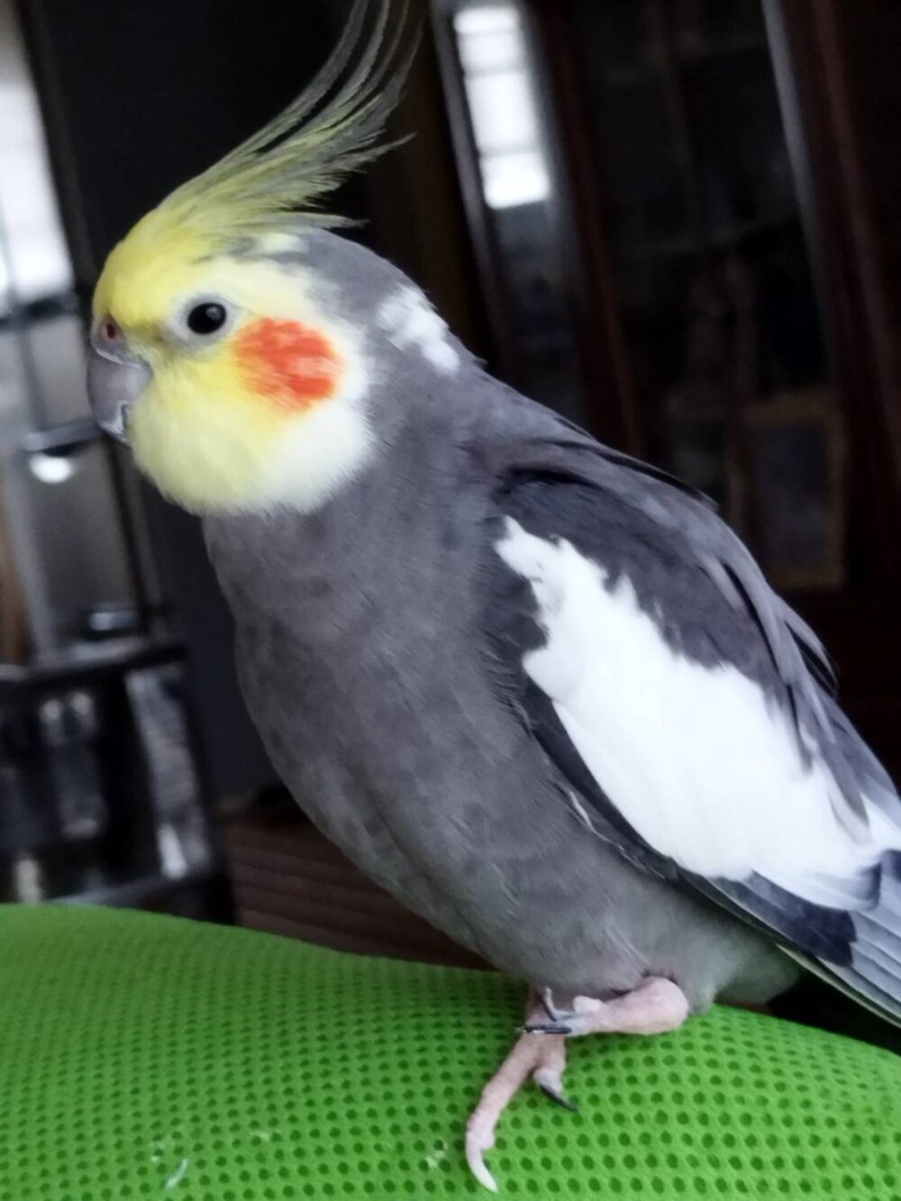 おこ