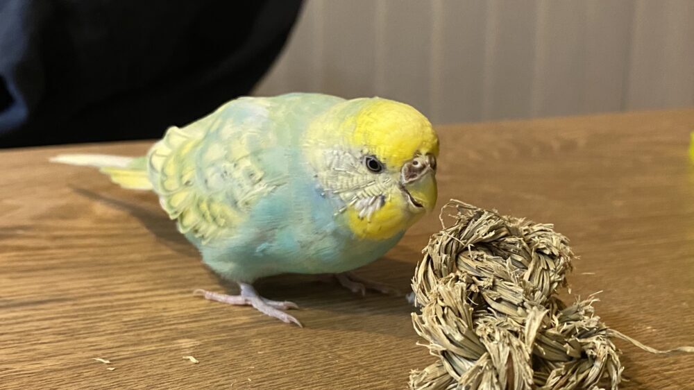 しまなが