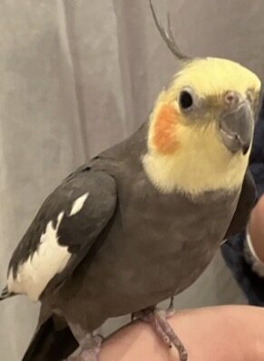 まりも