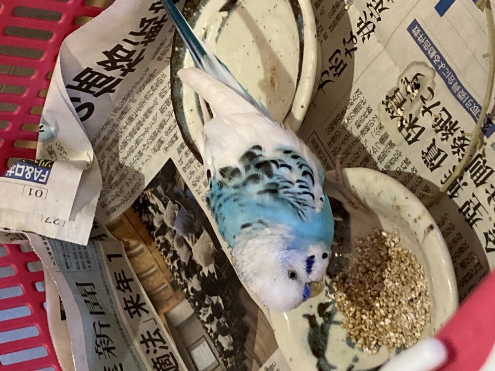 迷いインコを保護しています