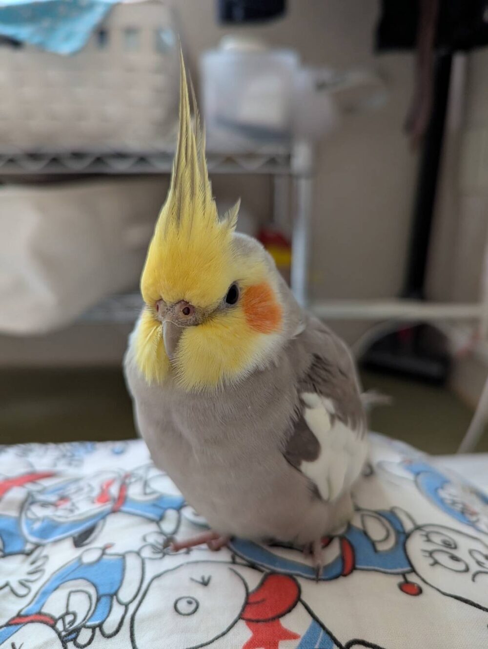 ケイ