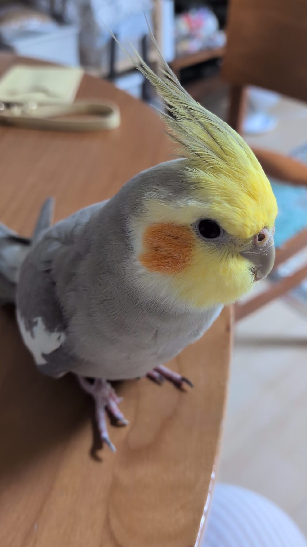 こは