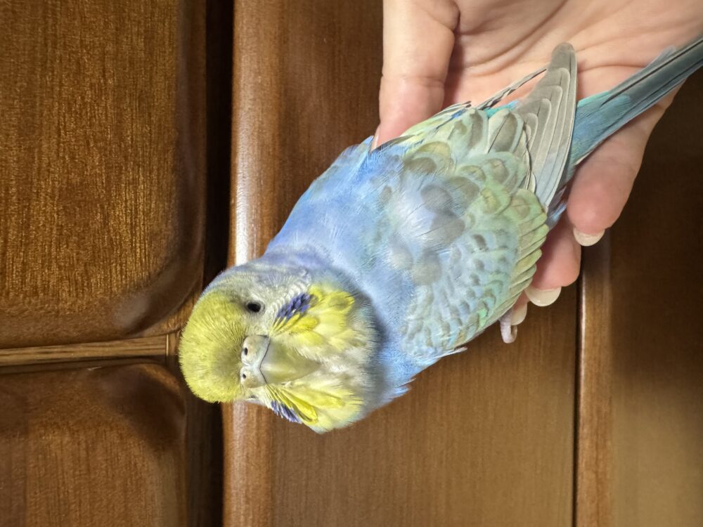 ウルフ
