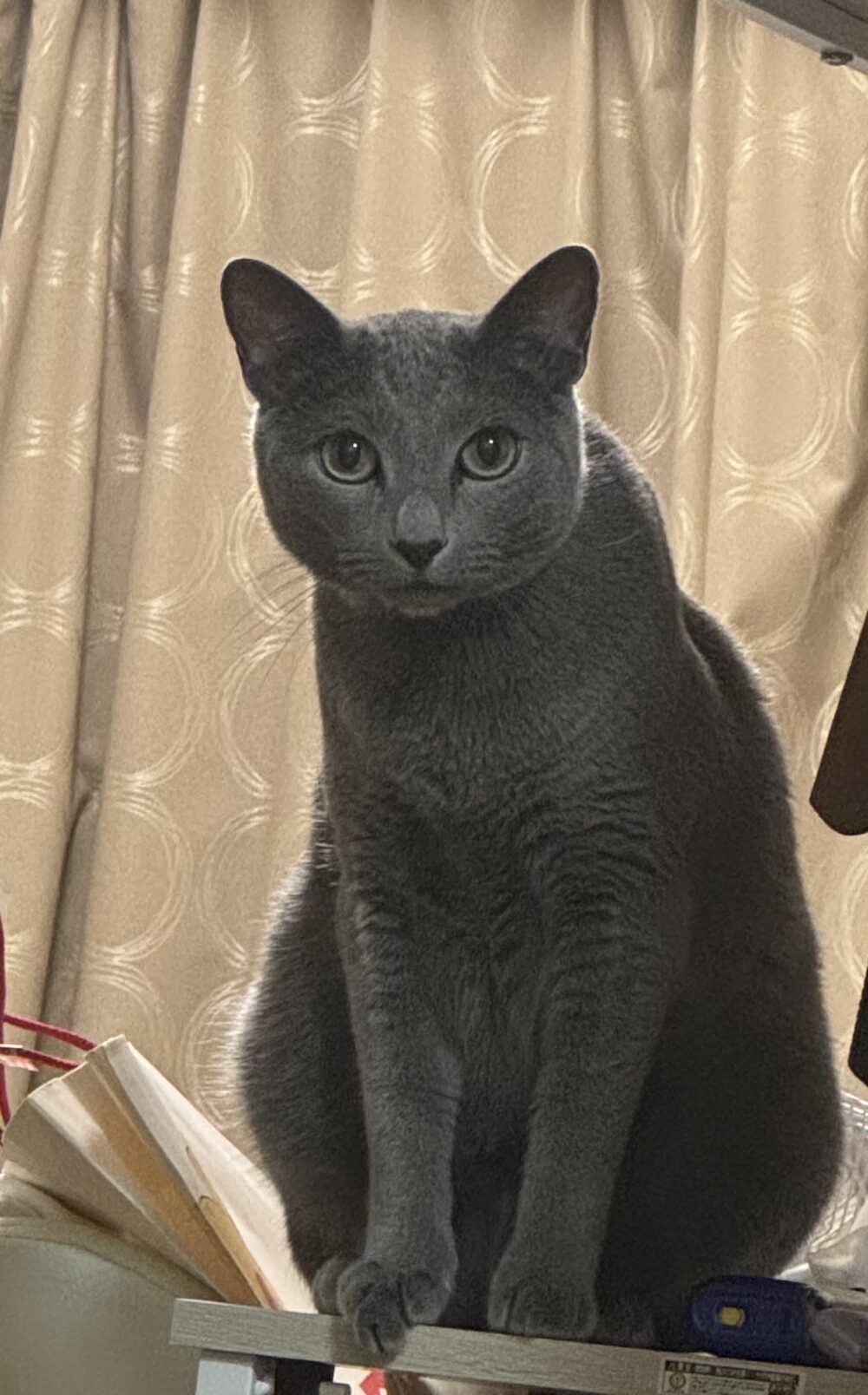 はまだ