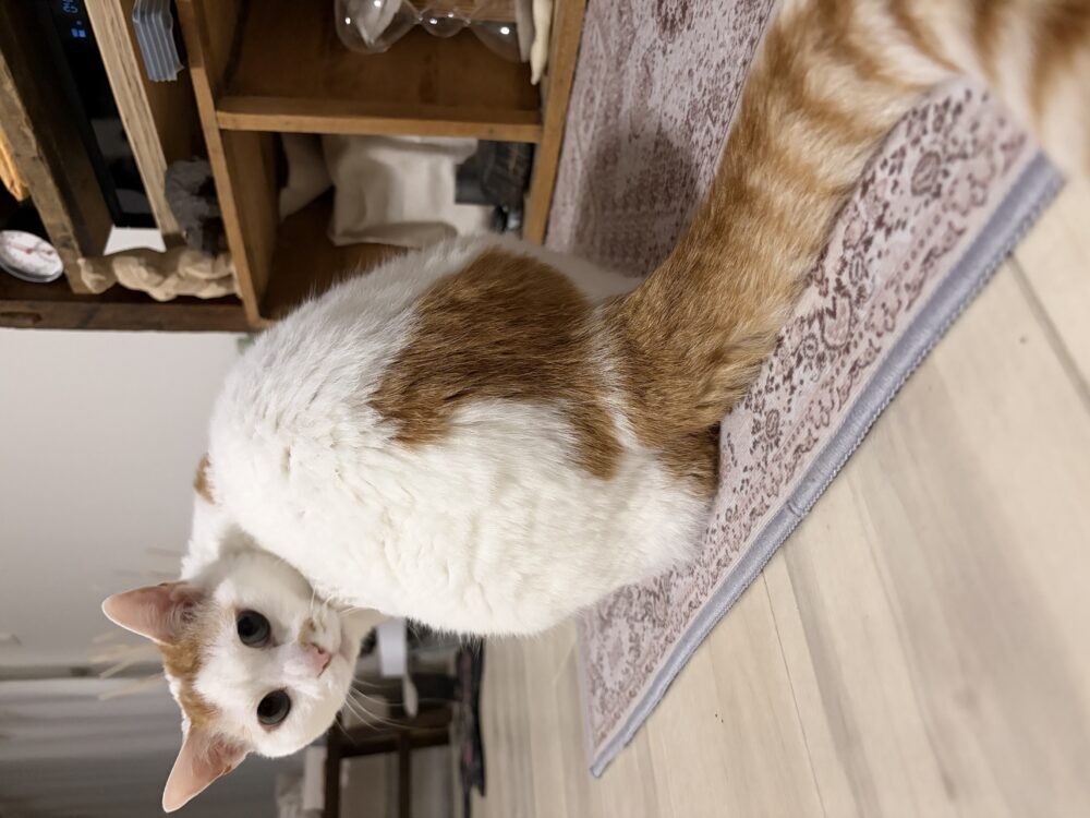 珀