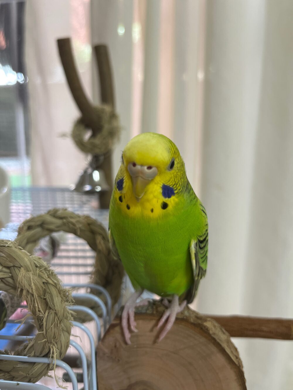 金ちゃん