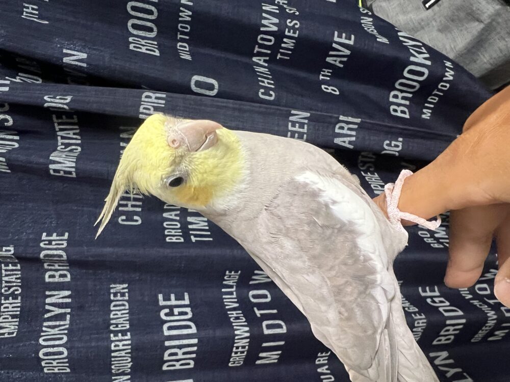 いまむー
