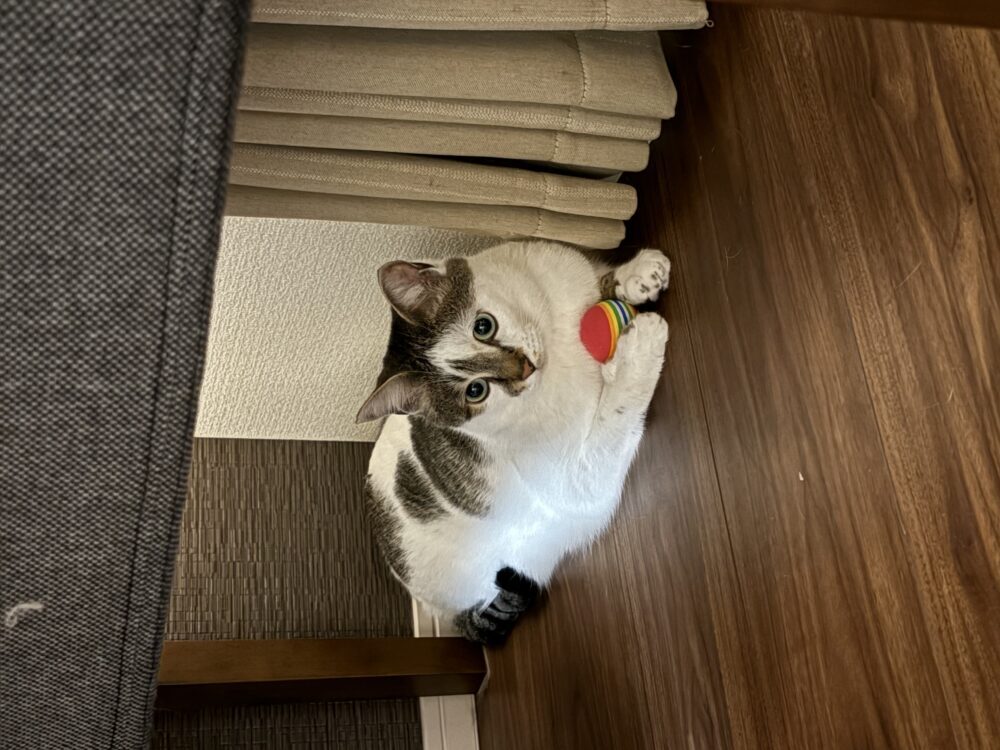こちゃ