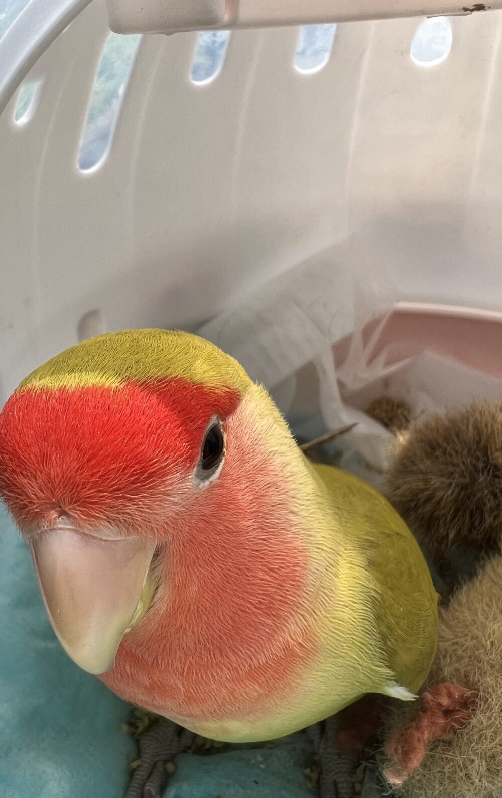 ワサビ