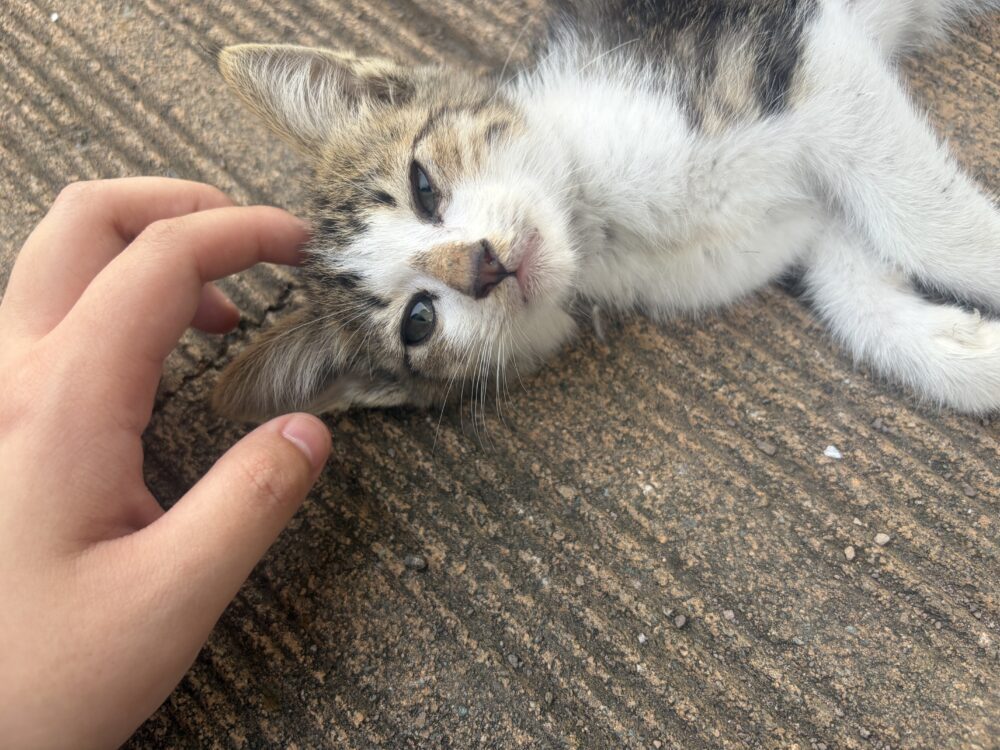 あさ