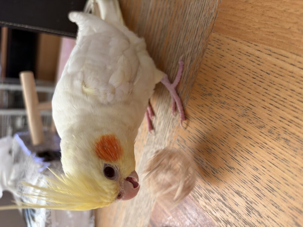 まき