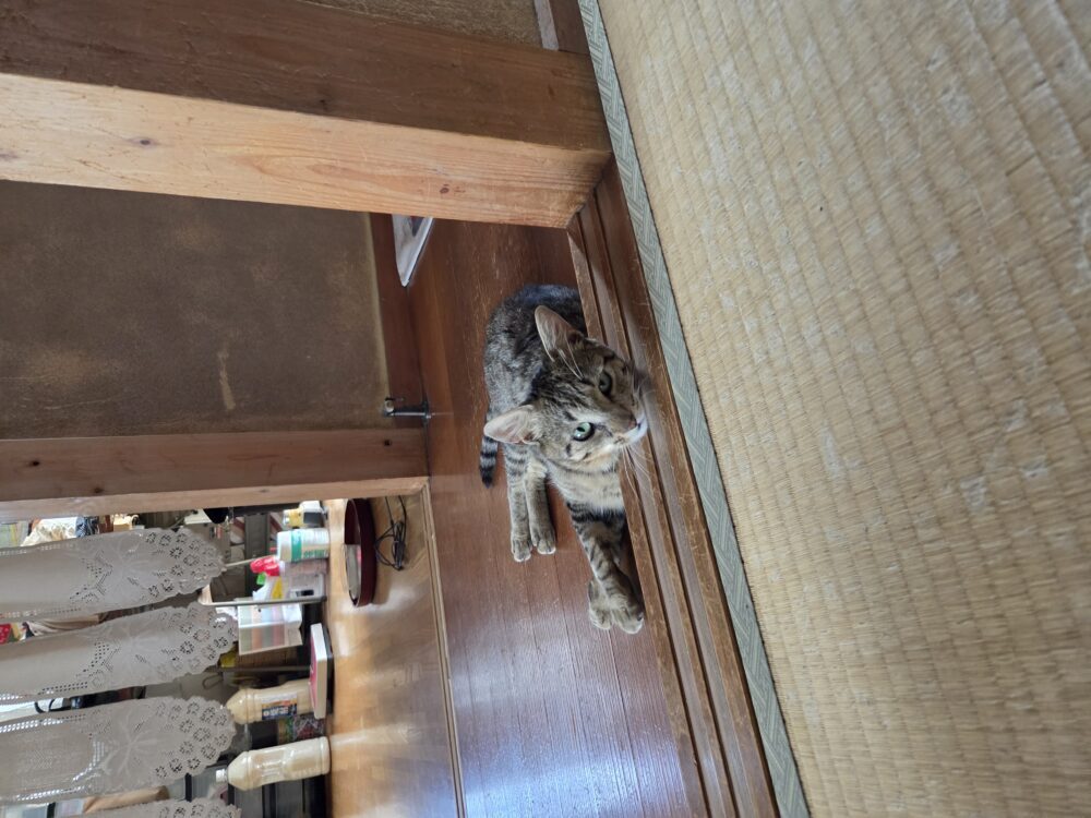 パンるい