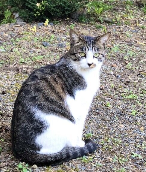 ぱせり