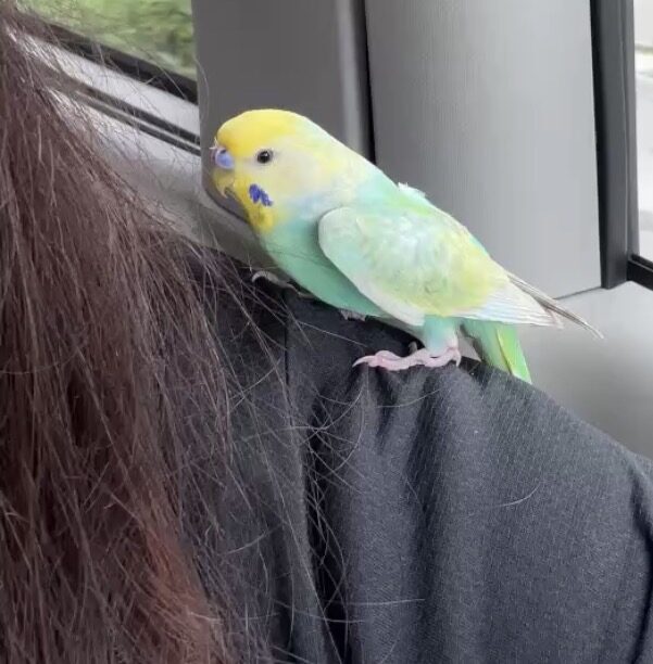 みりん