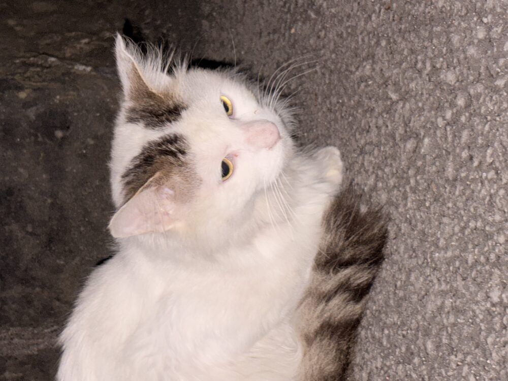 ゆーか