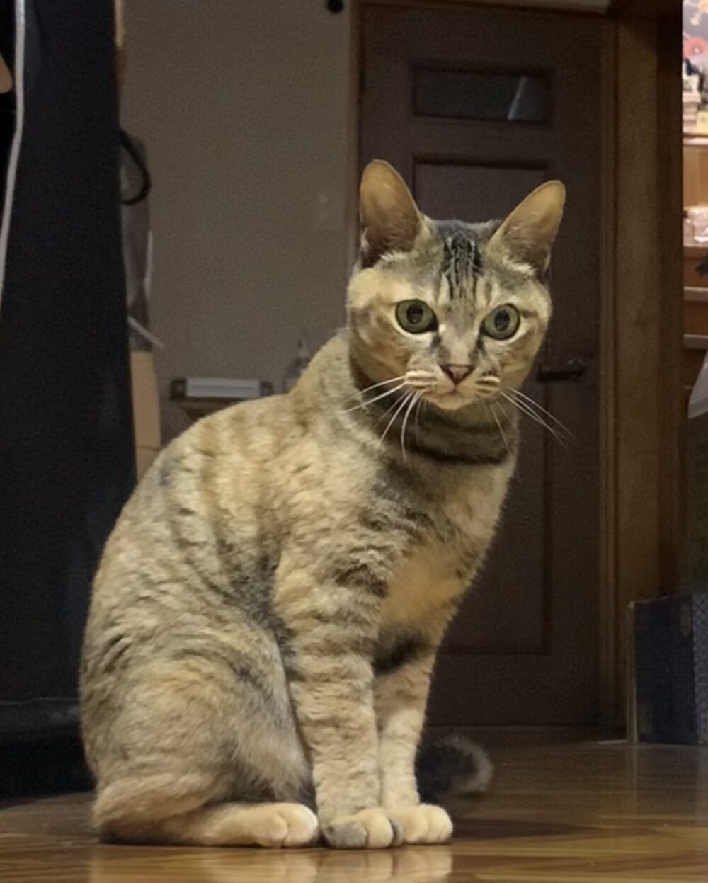 ハル