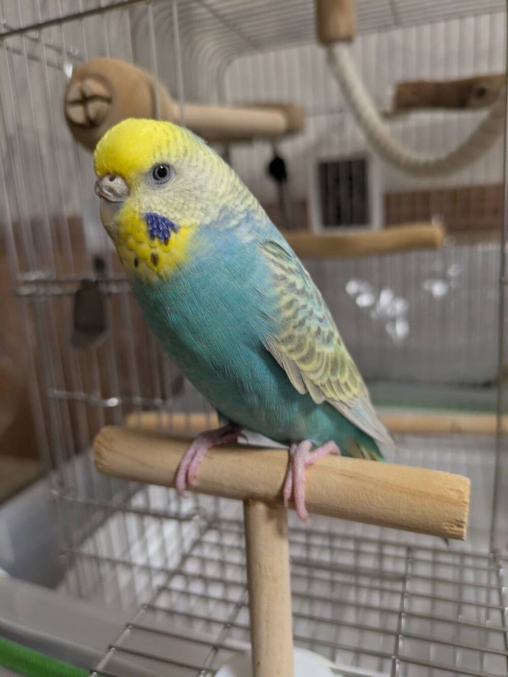 そらちゃん帰っておいで