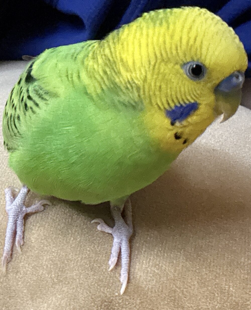 きゅうり