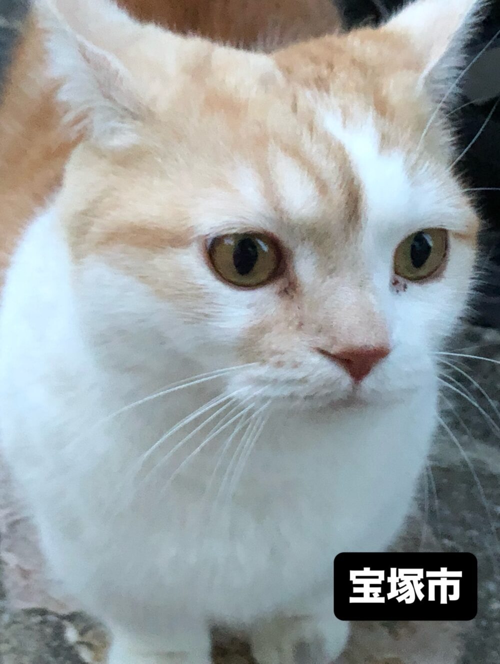 よっちゃん