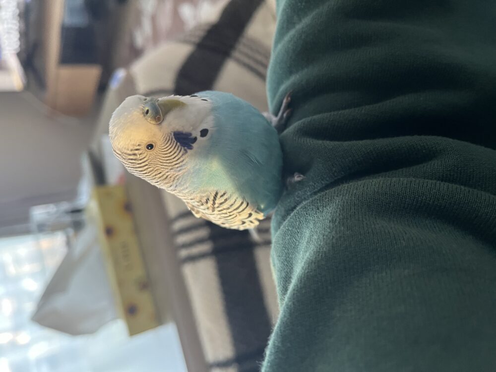 ぴよ