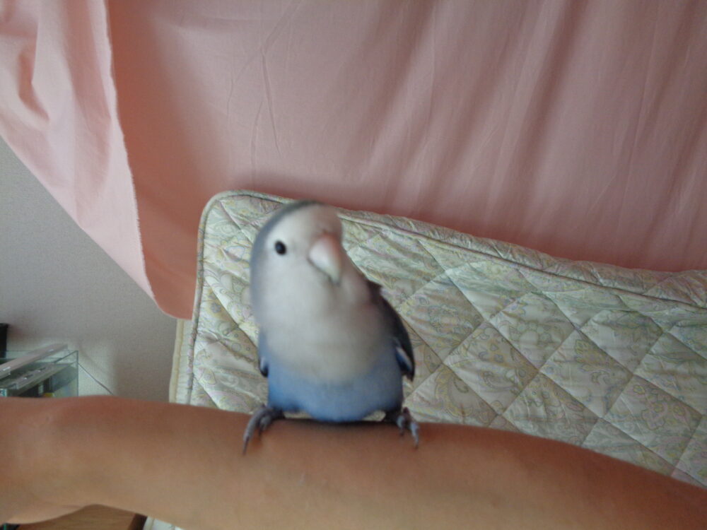 ふみ