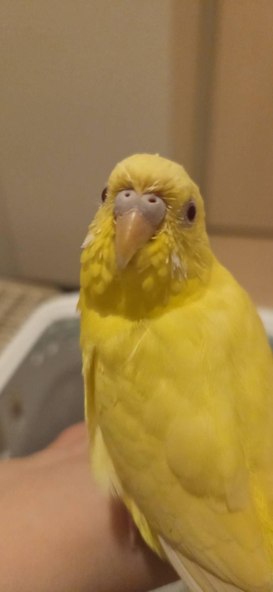 ぽんず