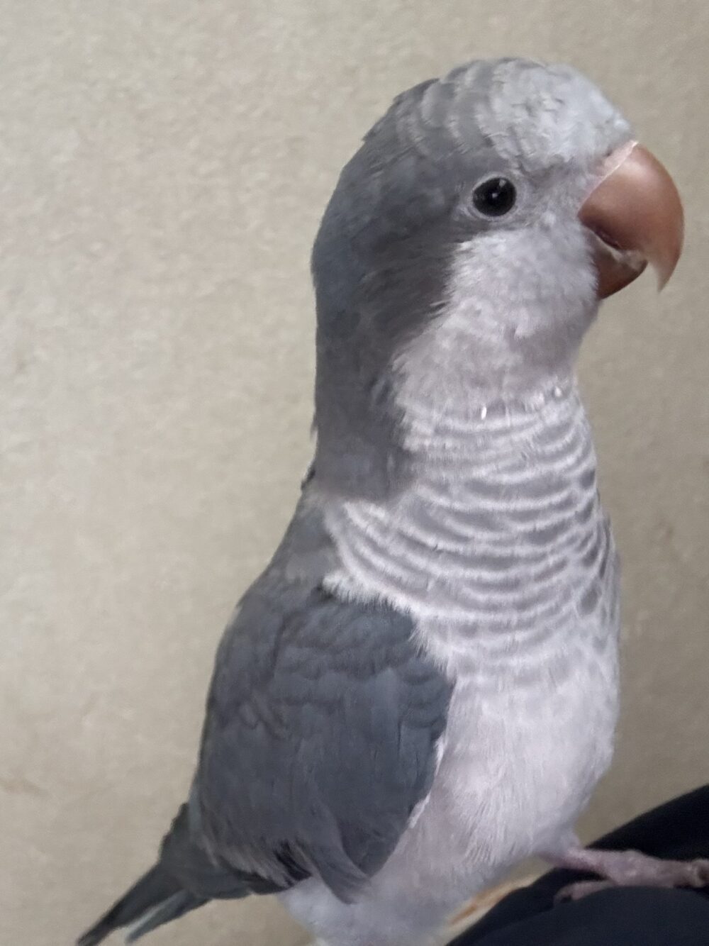 がんも