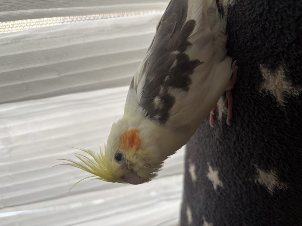 オカメインコ