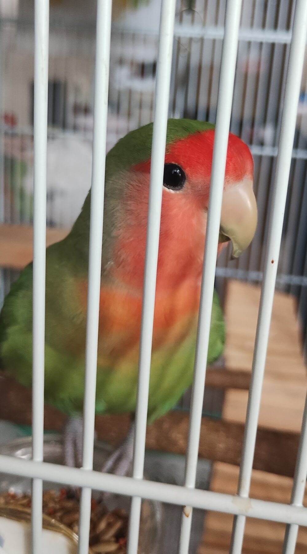 ソラマメ