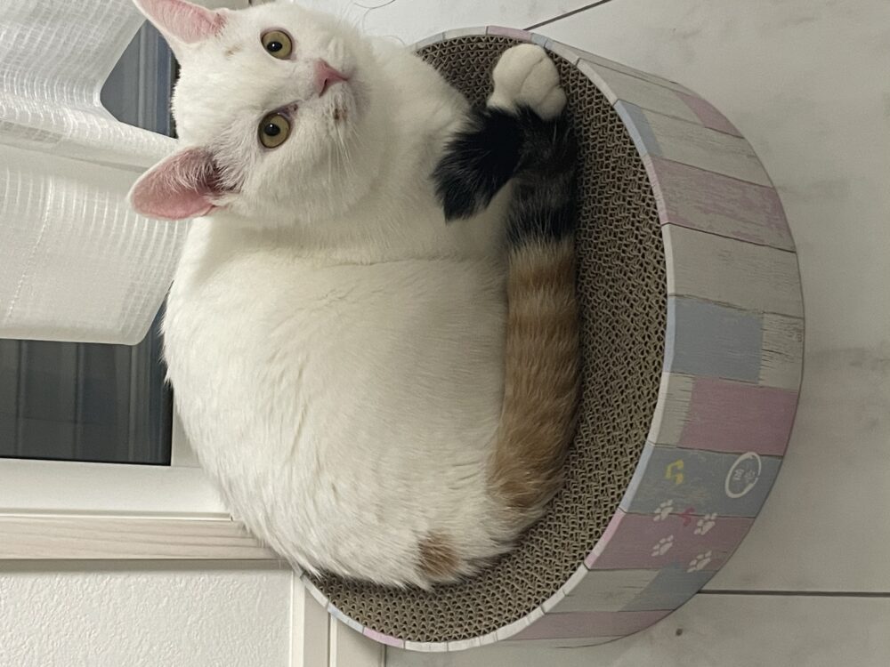 もち
