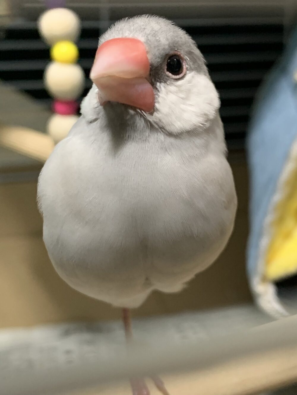 ぎん