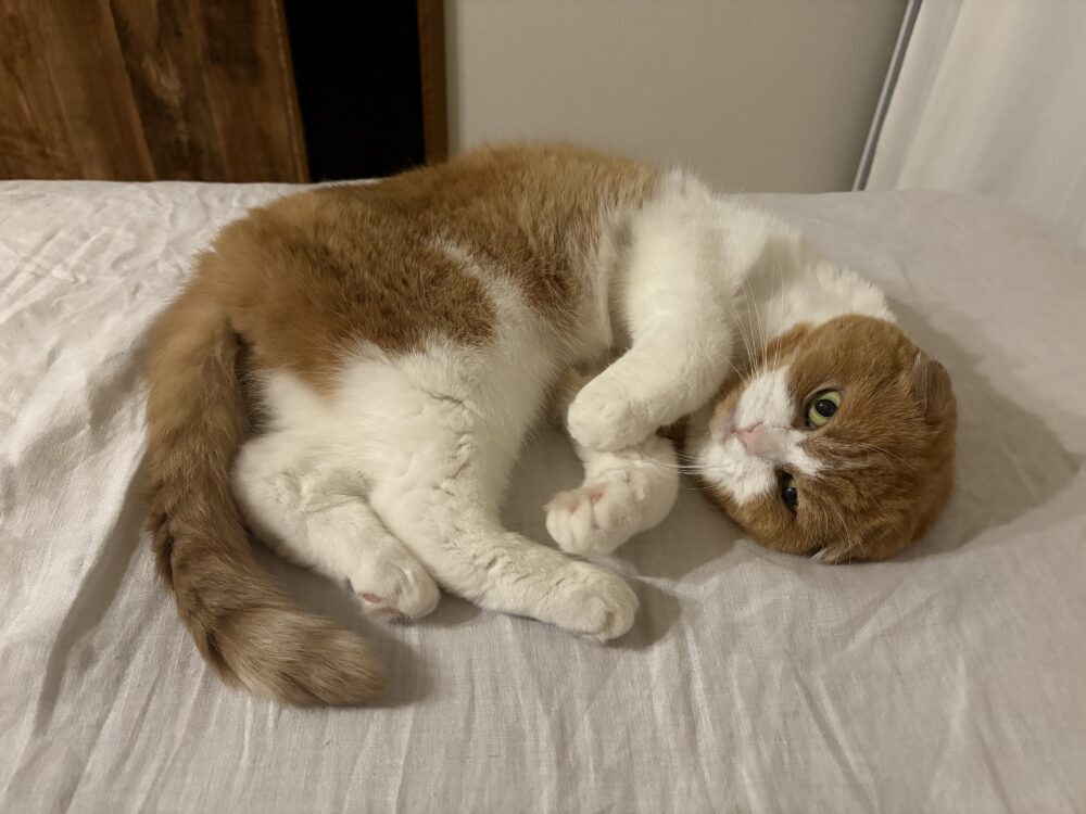 ユ