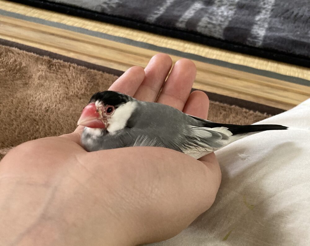 ふる