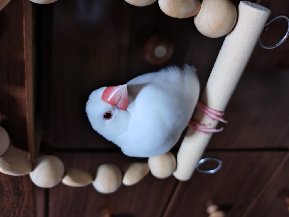 みくり