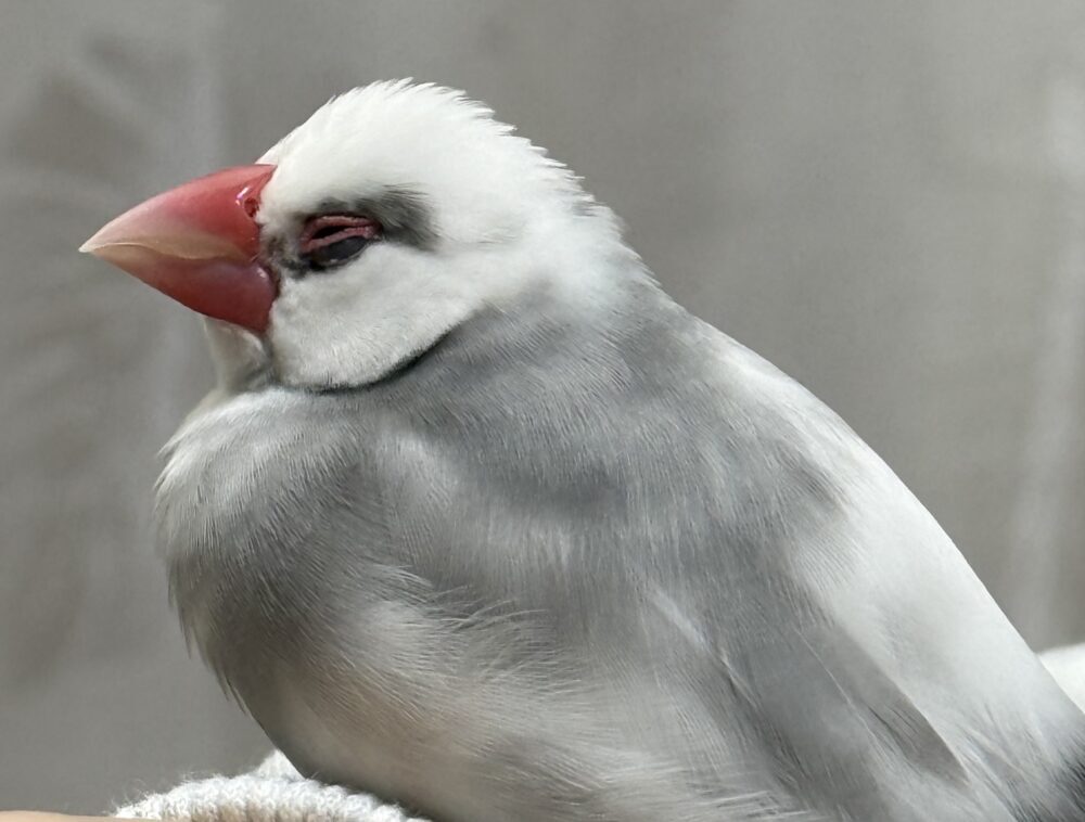 ナナ
