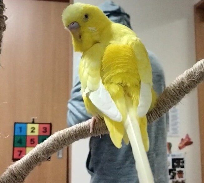 ひー