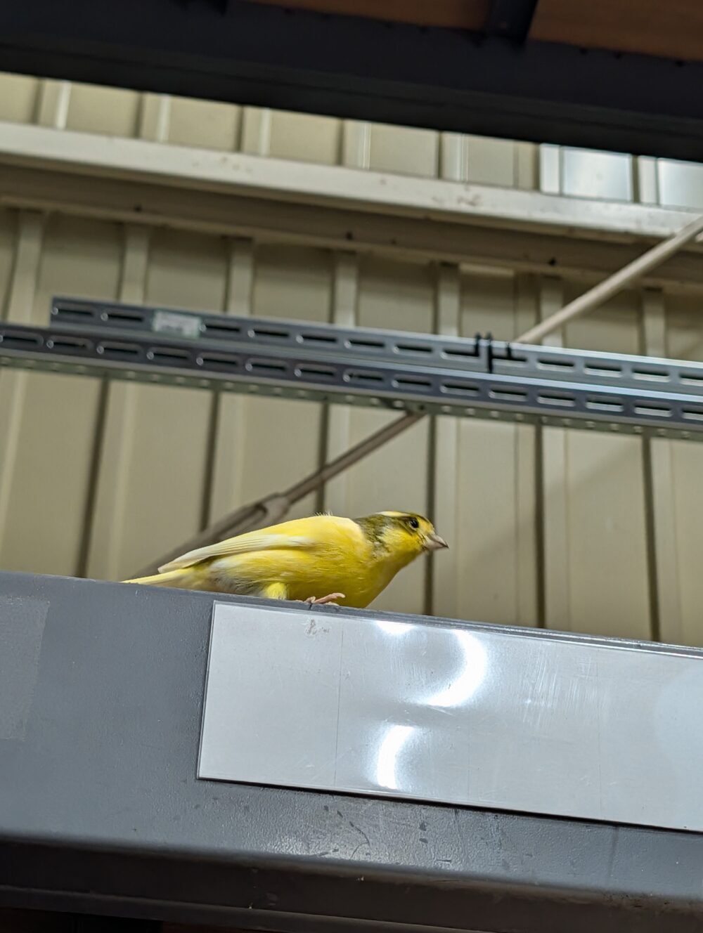 ゆたか