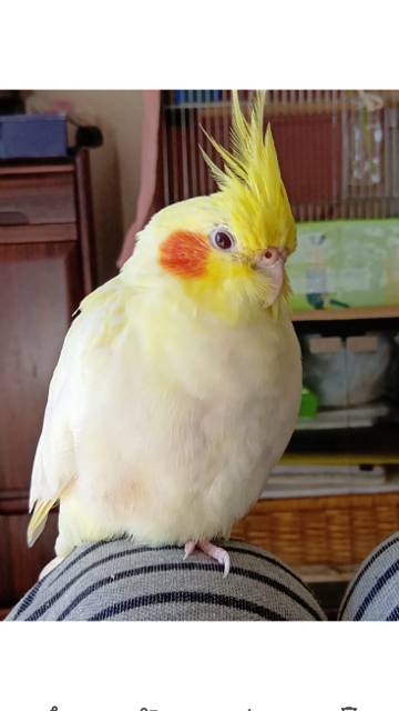 ゆず