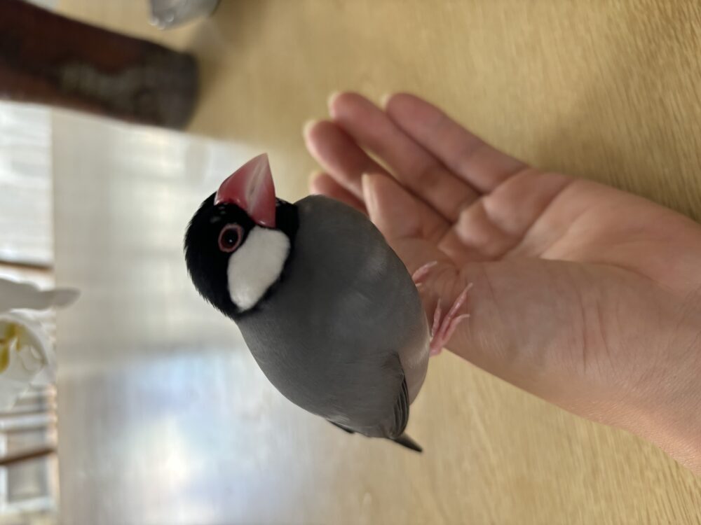 もりまり