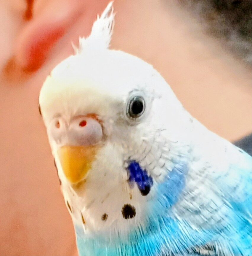 むぎちゃん