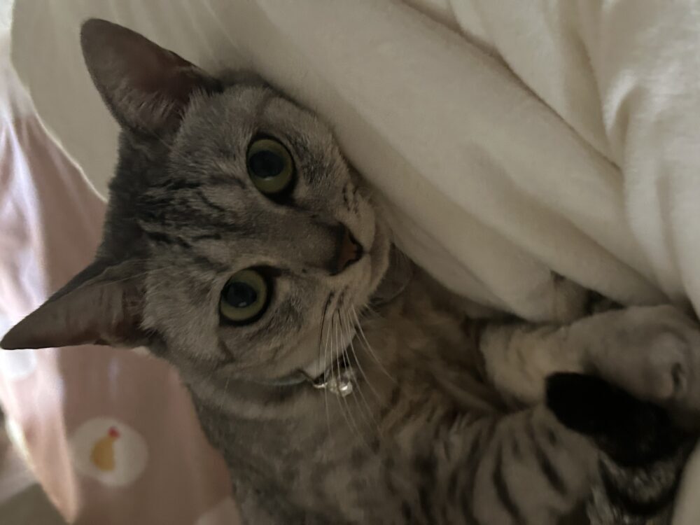 あじ