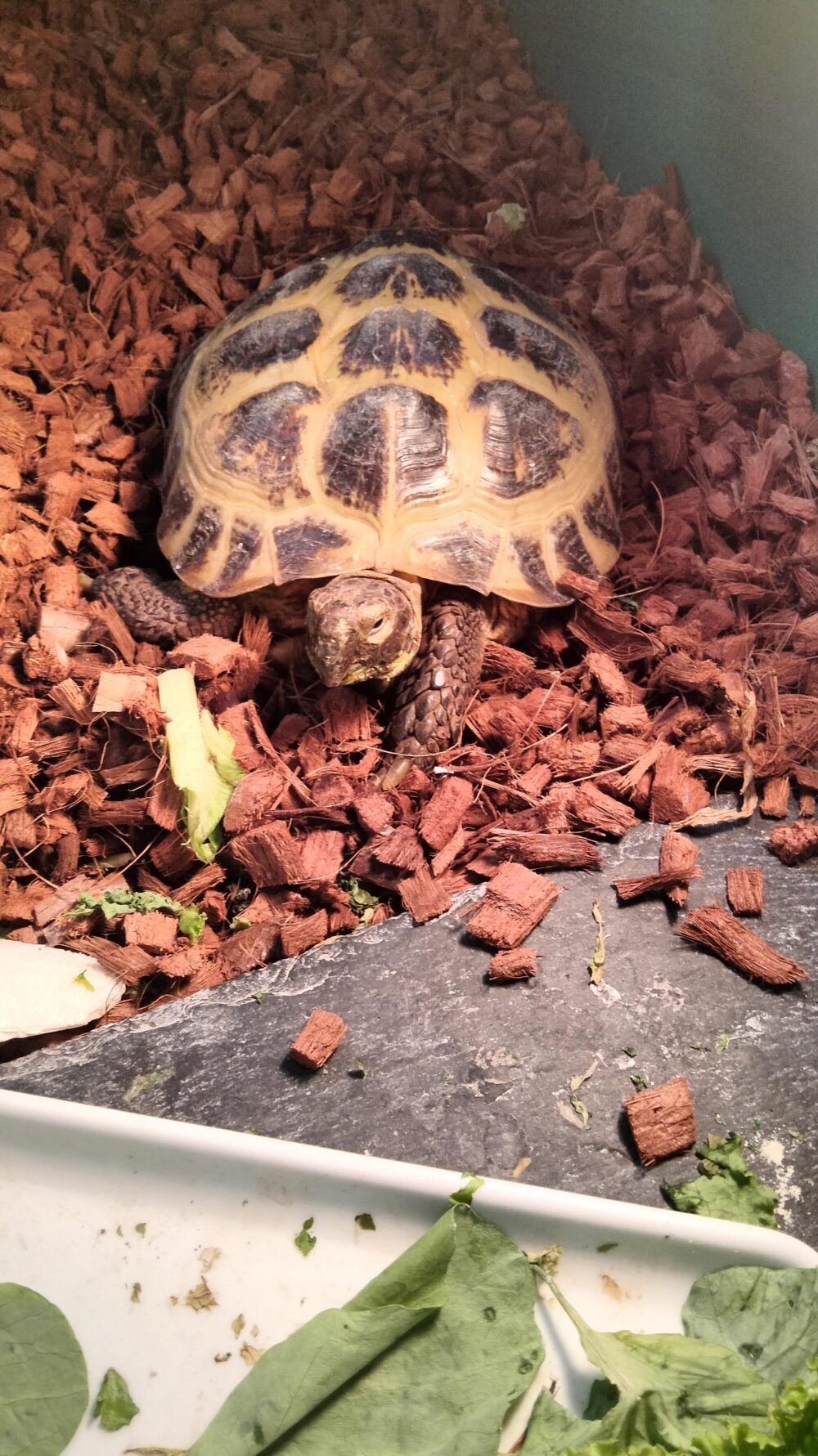 メロン