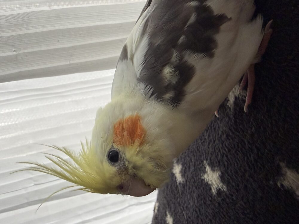 たらこ