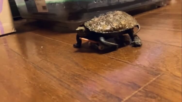 めめ