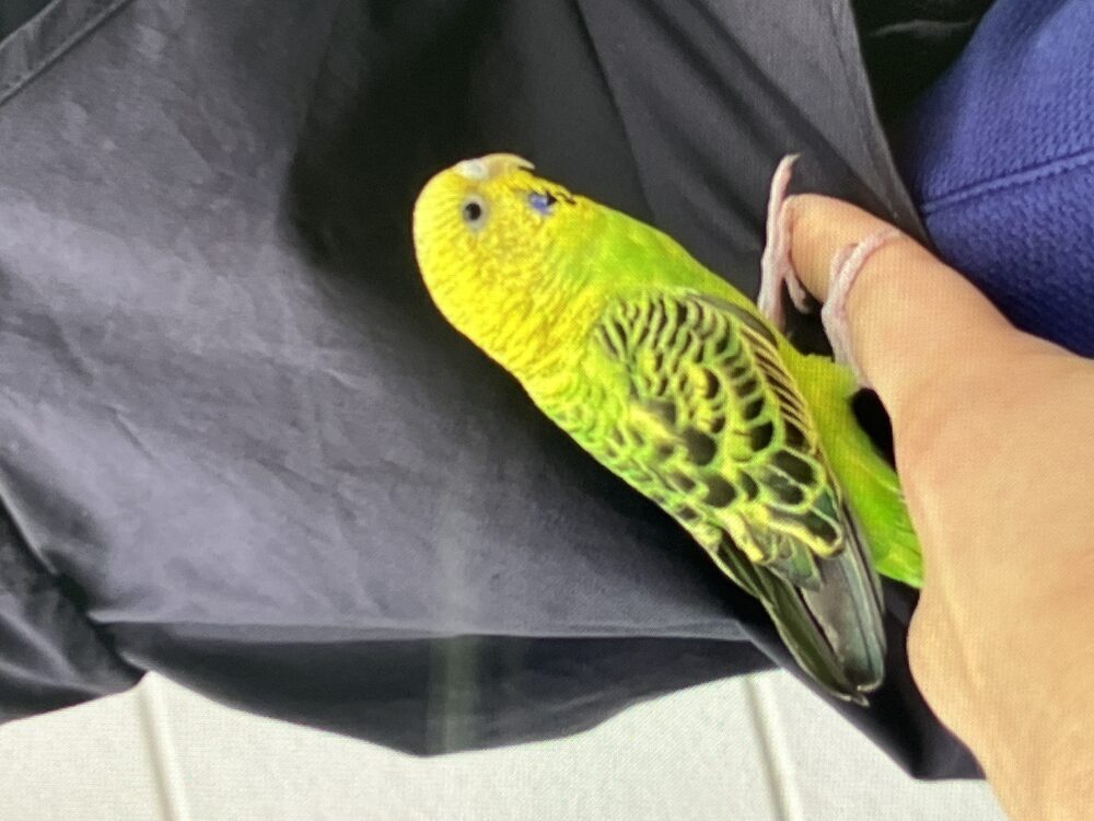 ホッタ