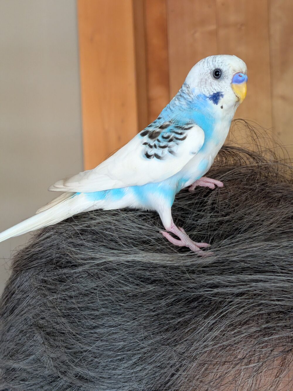 みみンゴ