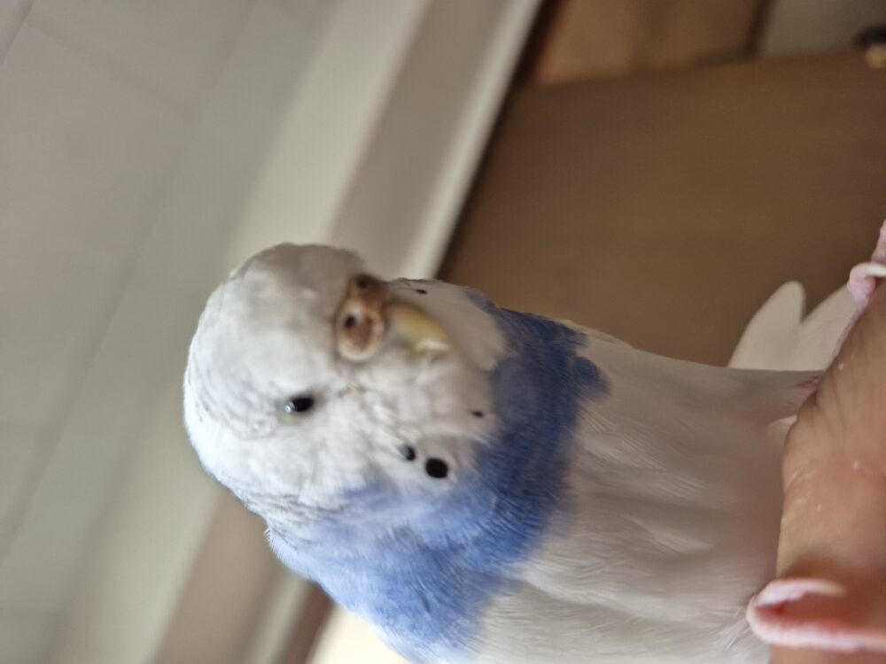 イーチェン