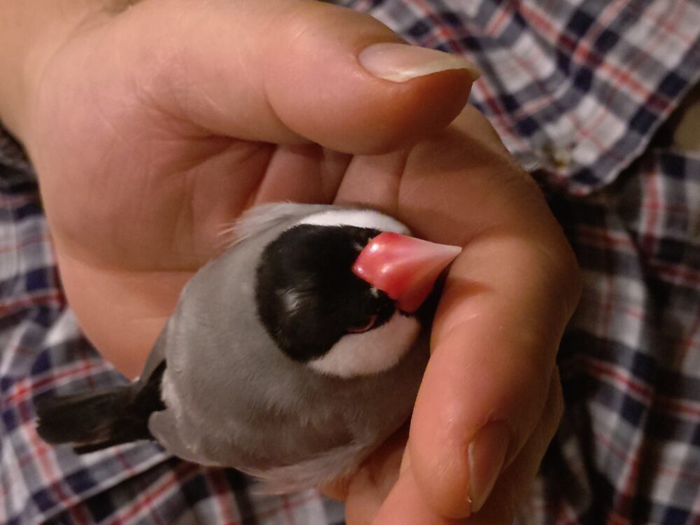 にな