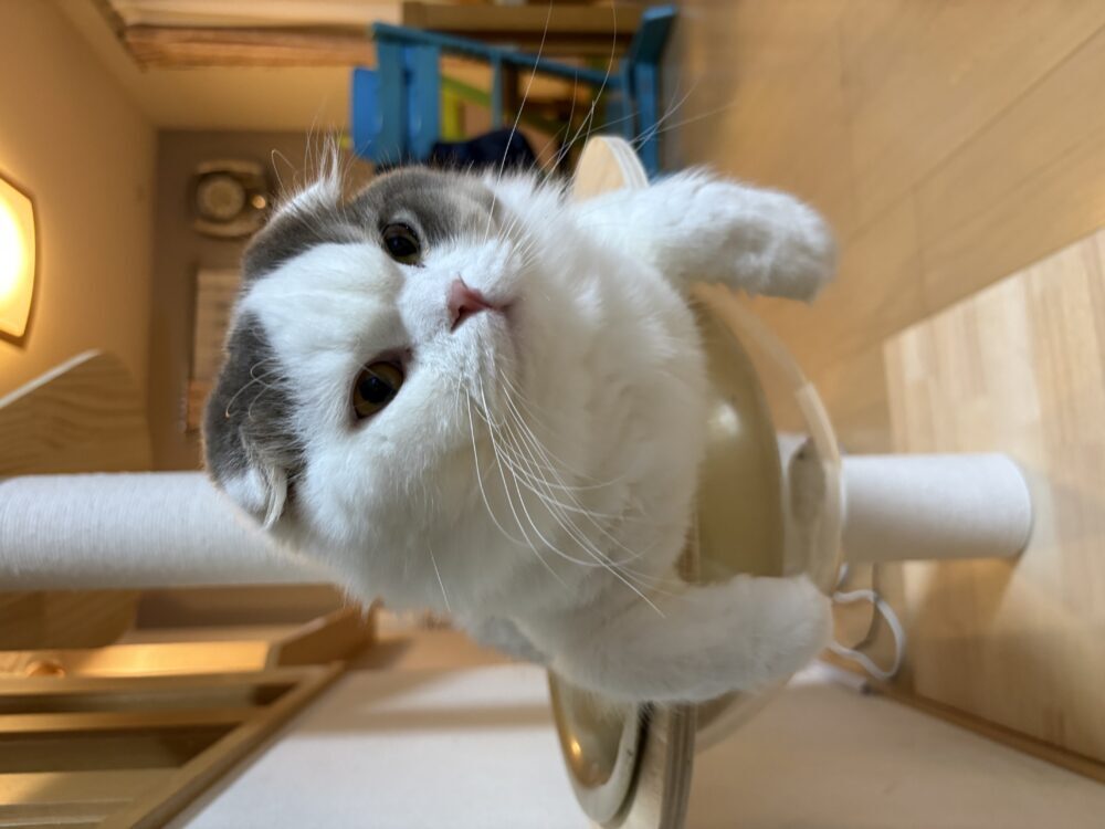 あぶこ