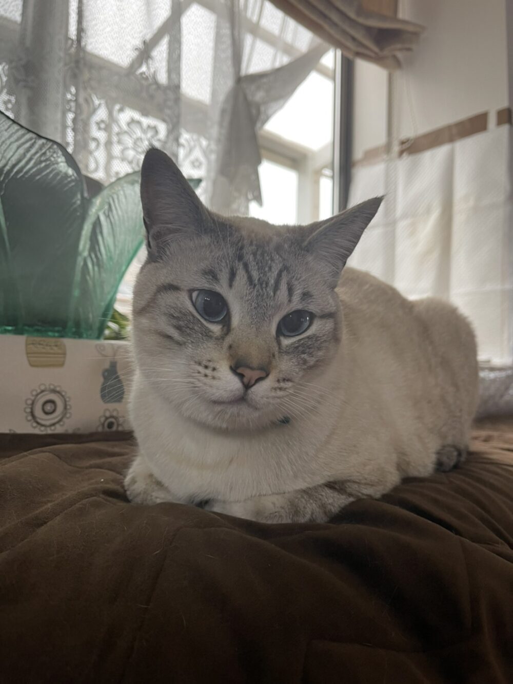 9匹の保護猫暮らし